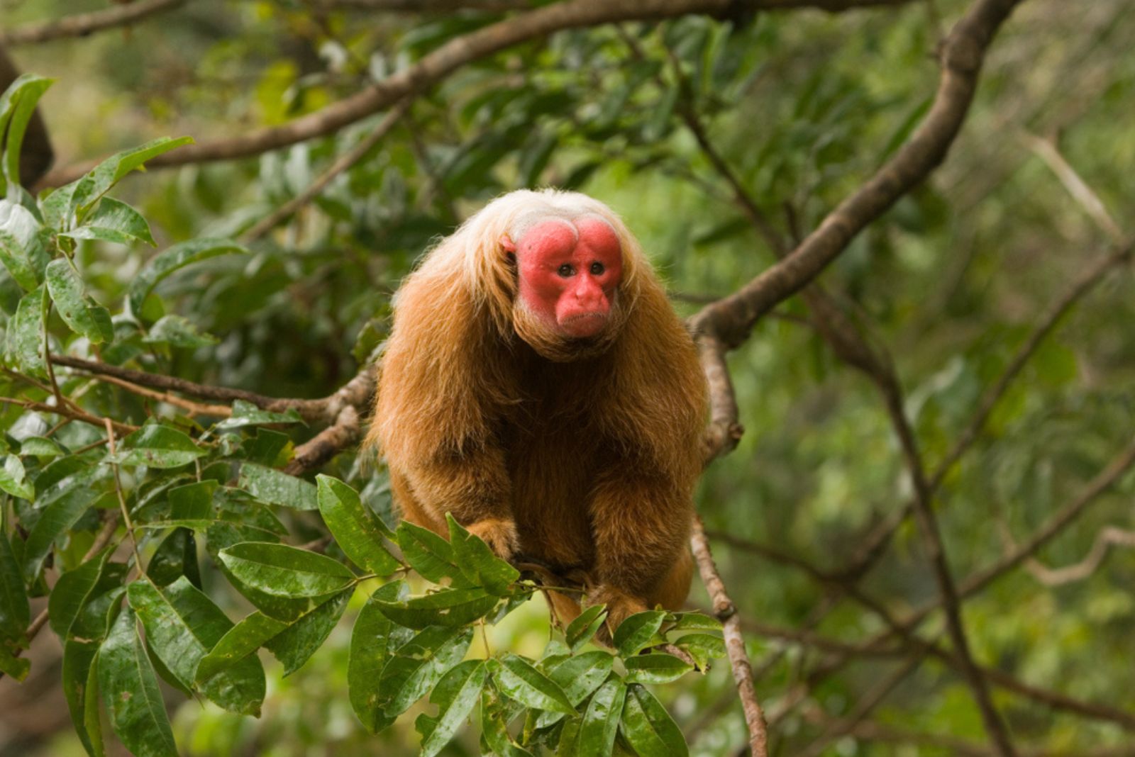 Bald Uakari