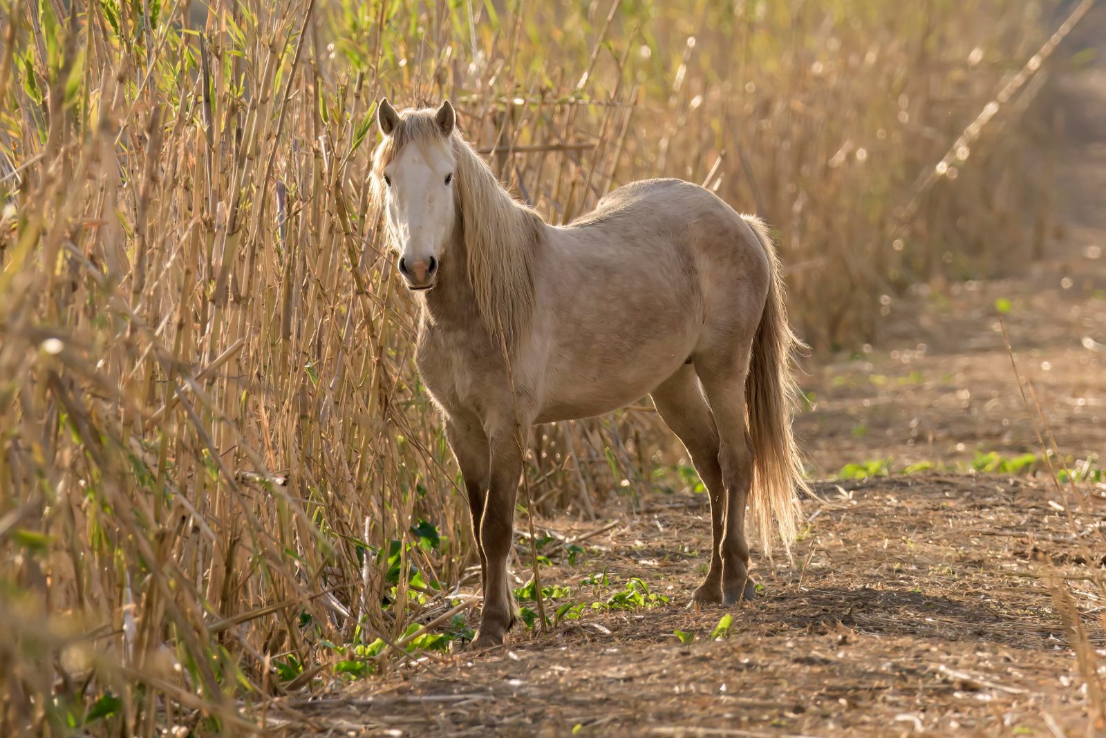 Balearic Pony