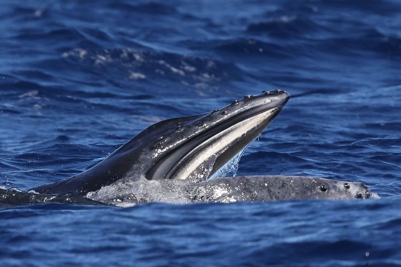 Baleen Whales