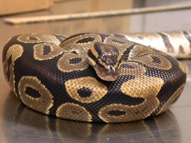 Ball Python