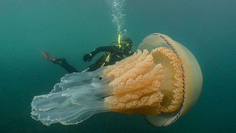 Barrel Jellyfish