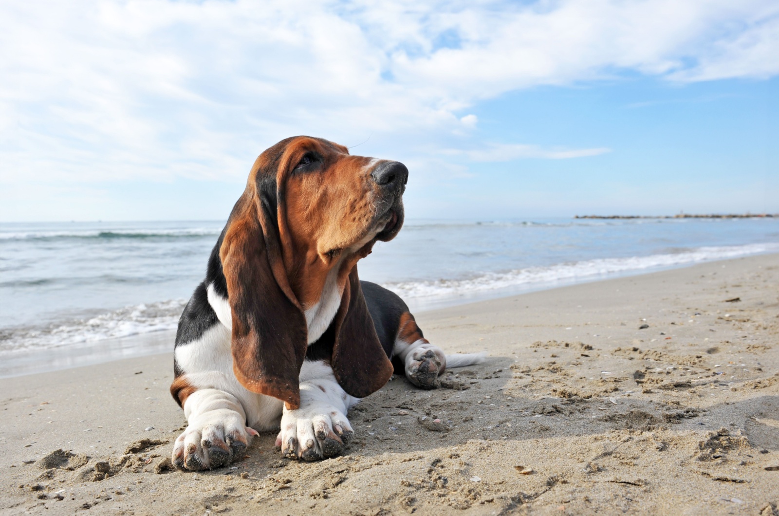 Basset Hound