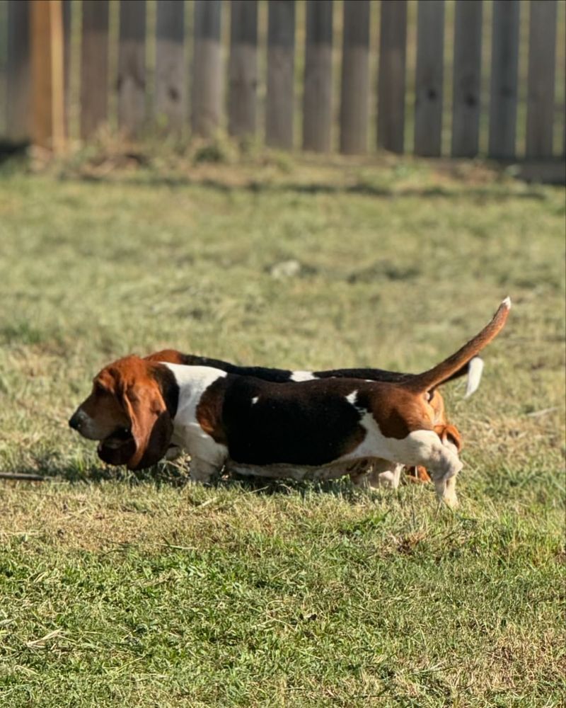 Basset Hound