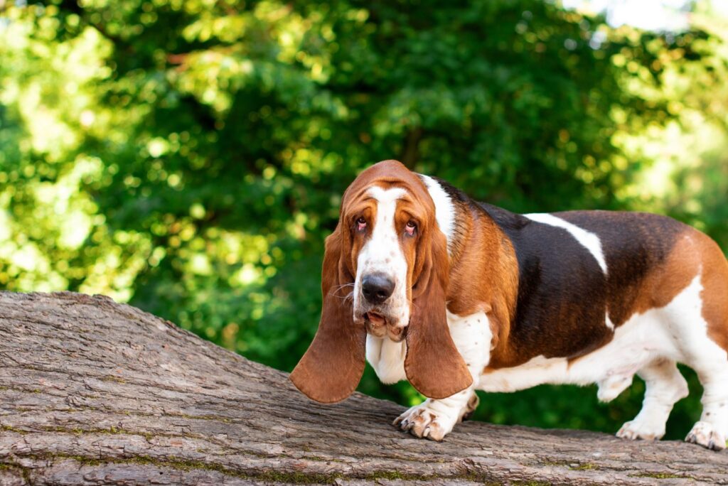 Basset Hound with three colors