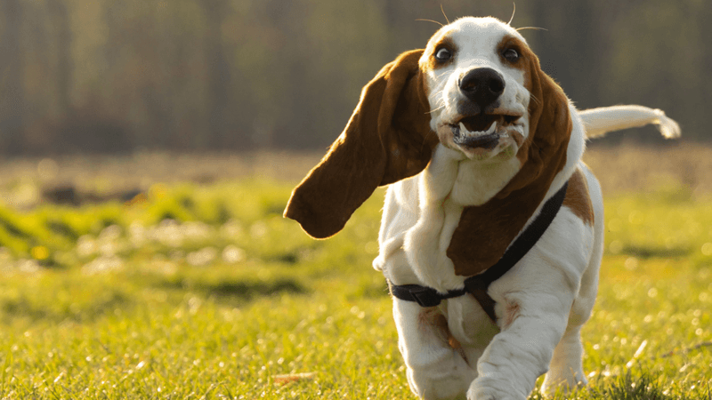 Basset Hound