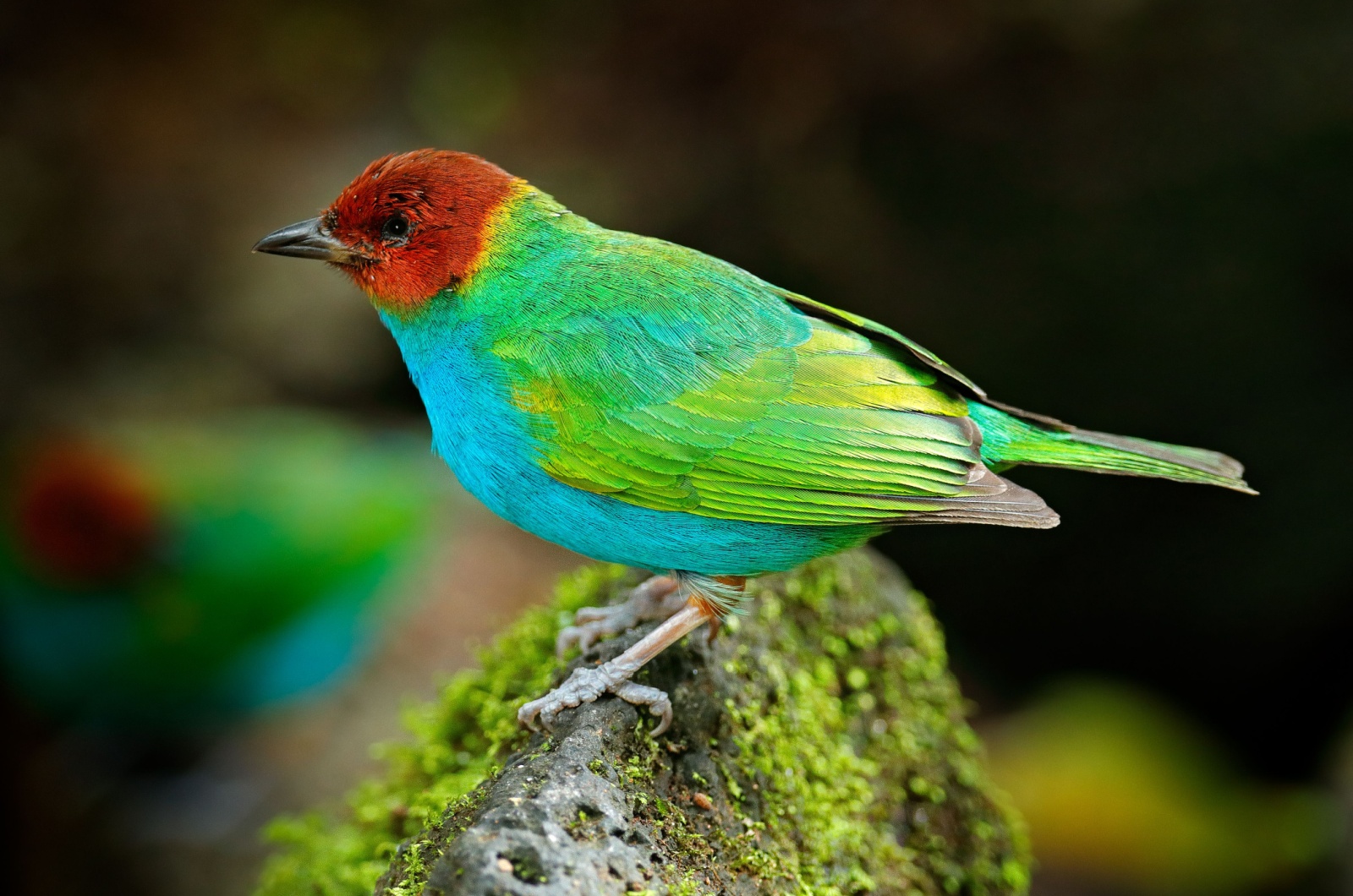 Bay-headed Tanager