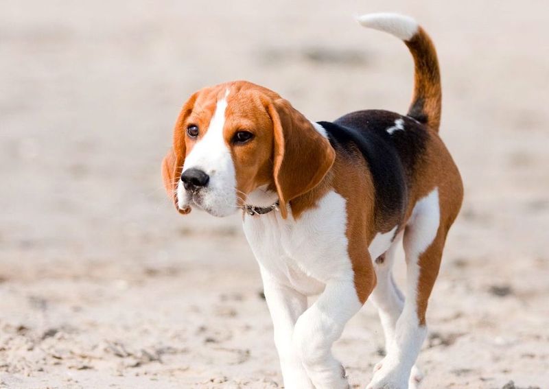 Beagle