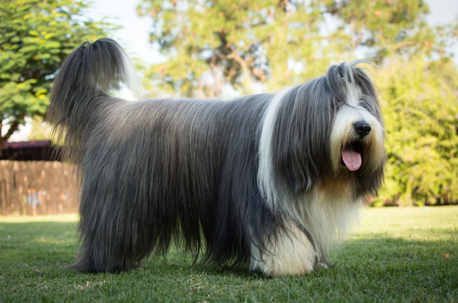 Bearded Collie