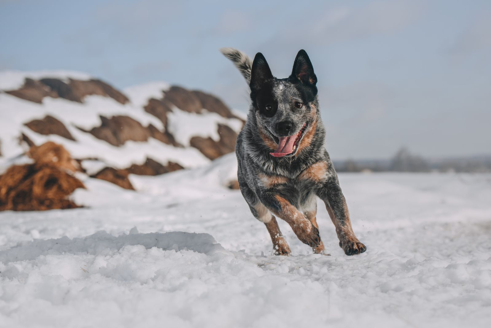 Beautiful Australian Cattle Dog