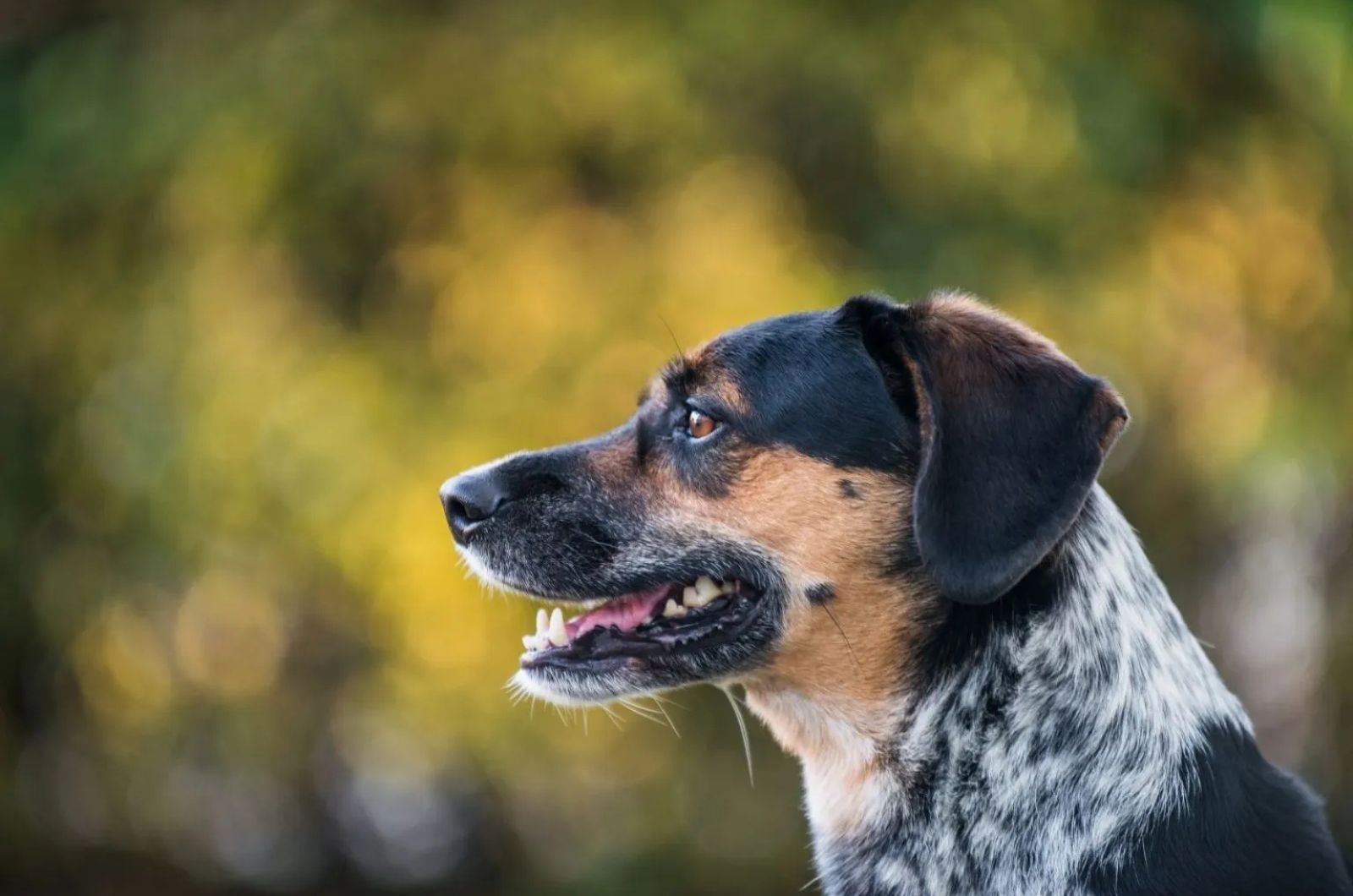 Beautiful Blue Tick Beagle