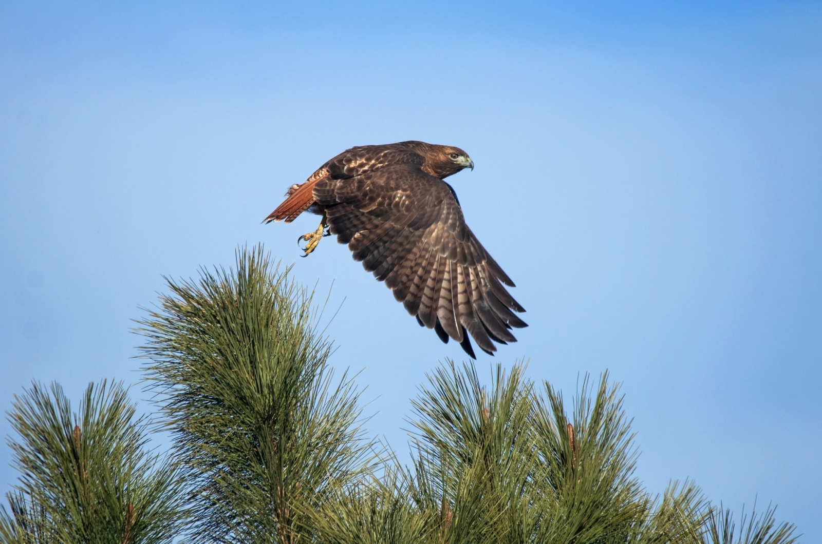 Beautiful Hawk