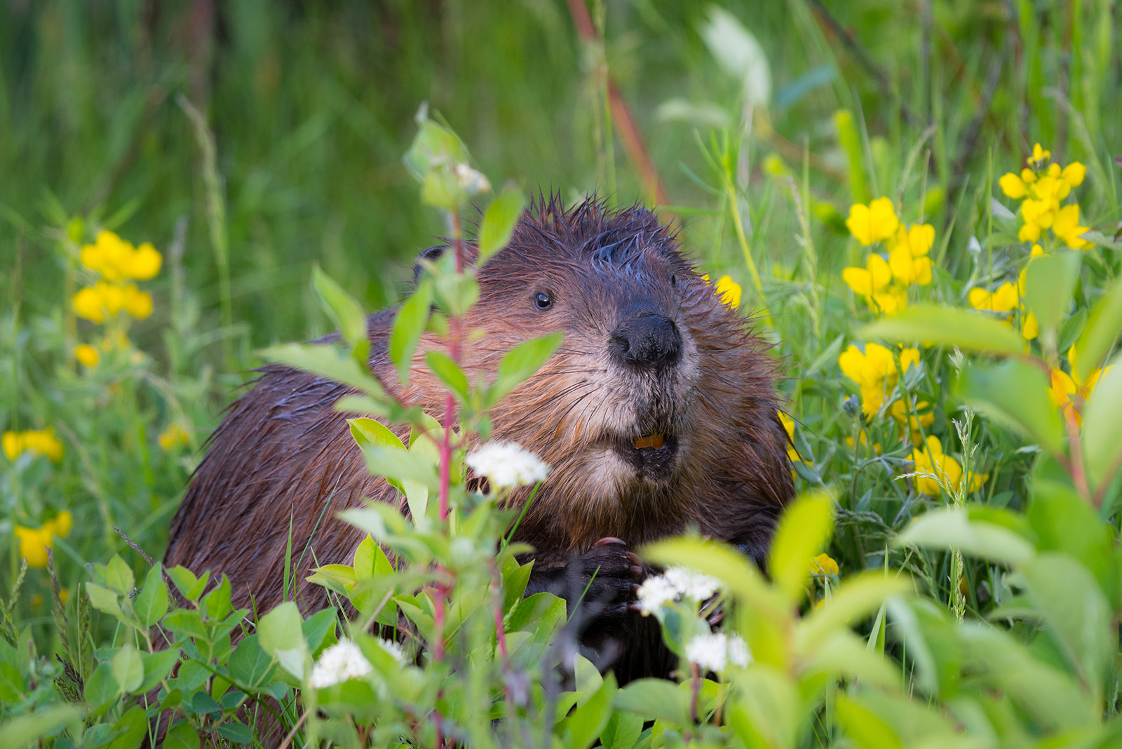 Beaver in grass