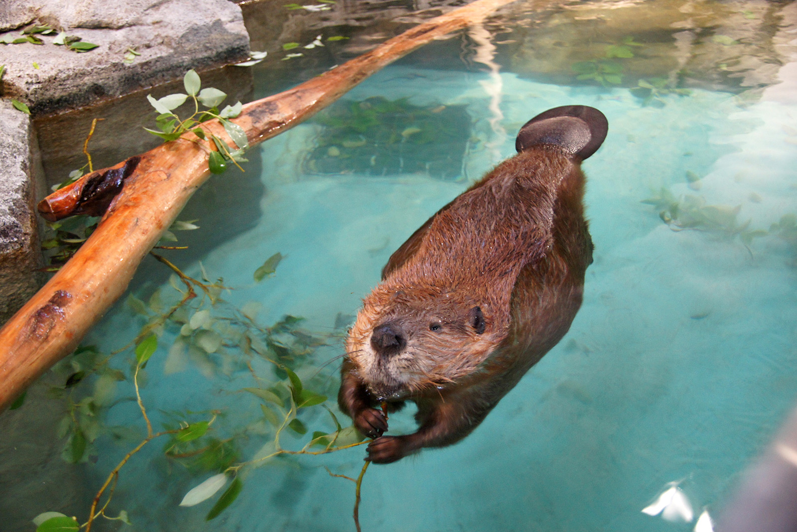 beaver in pool