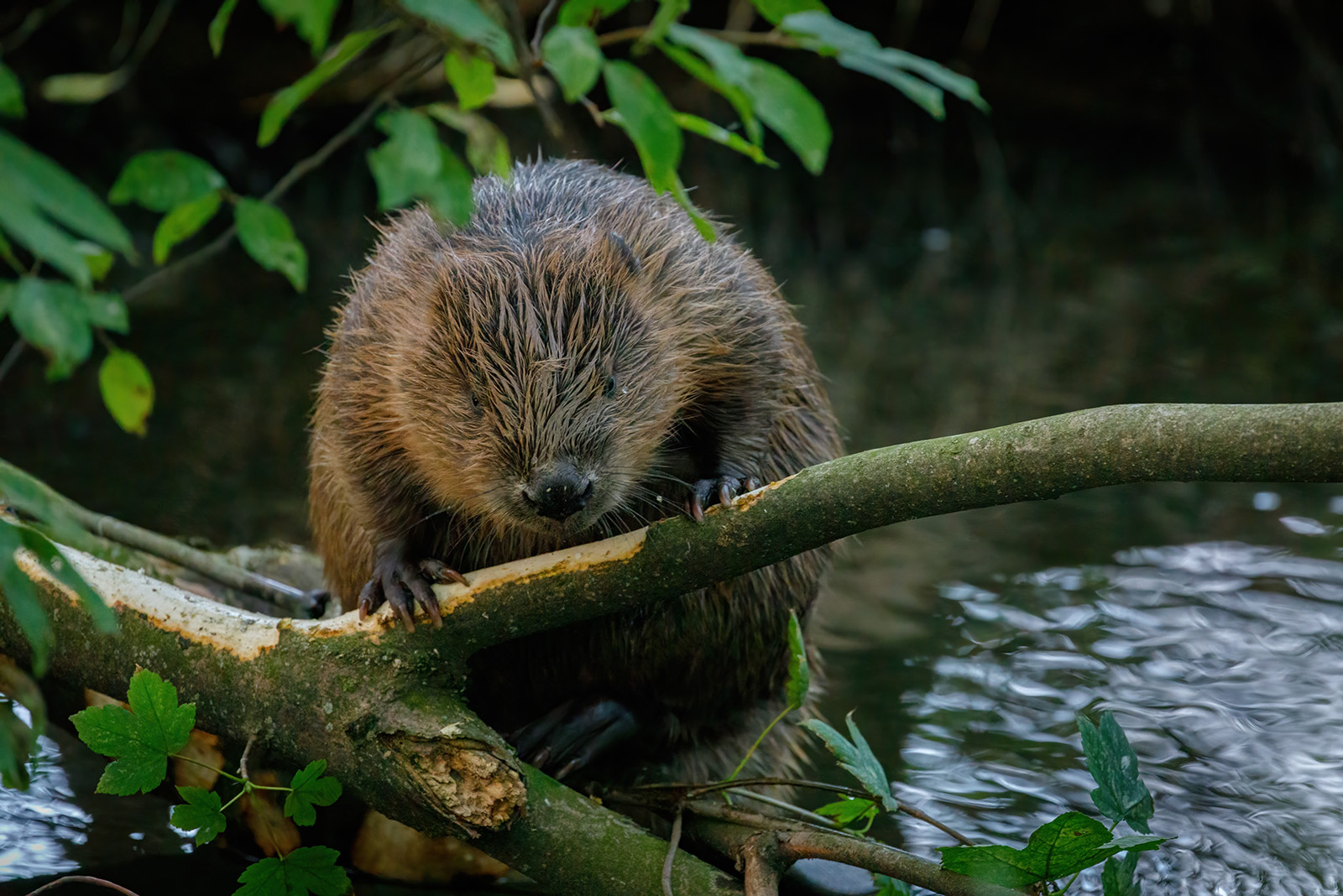 Beaver on a tree