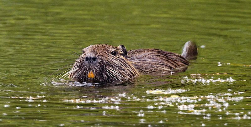 Beavers