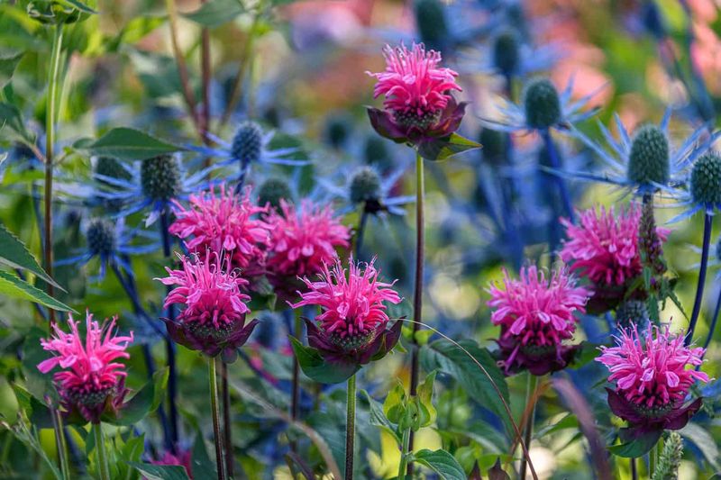 Bee Balm