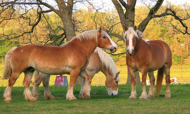 Belgian Draft Horse