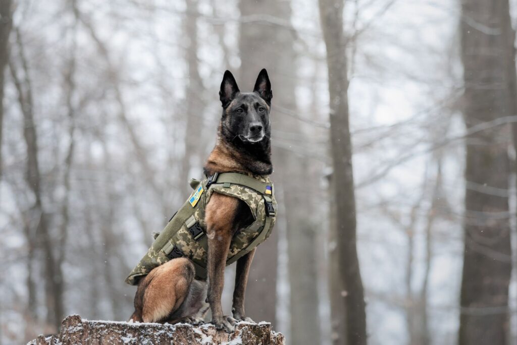 Belgian Malinois