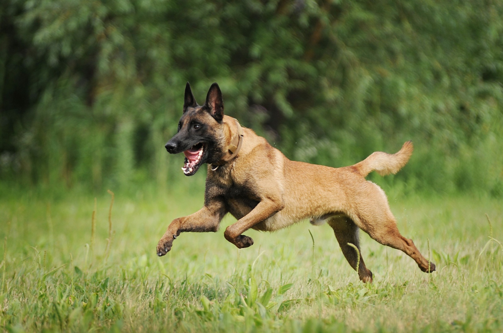 Belgian Malinois