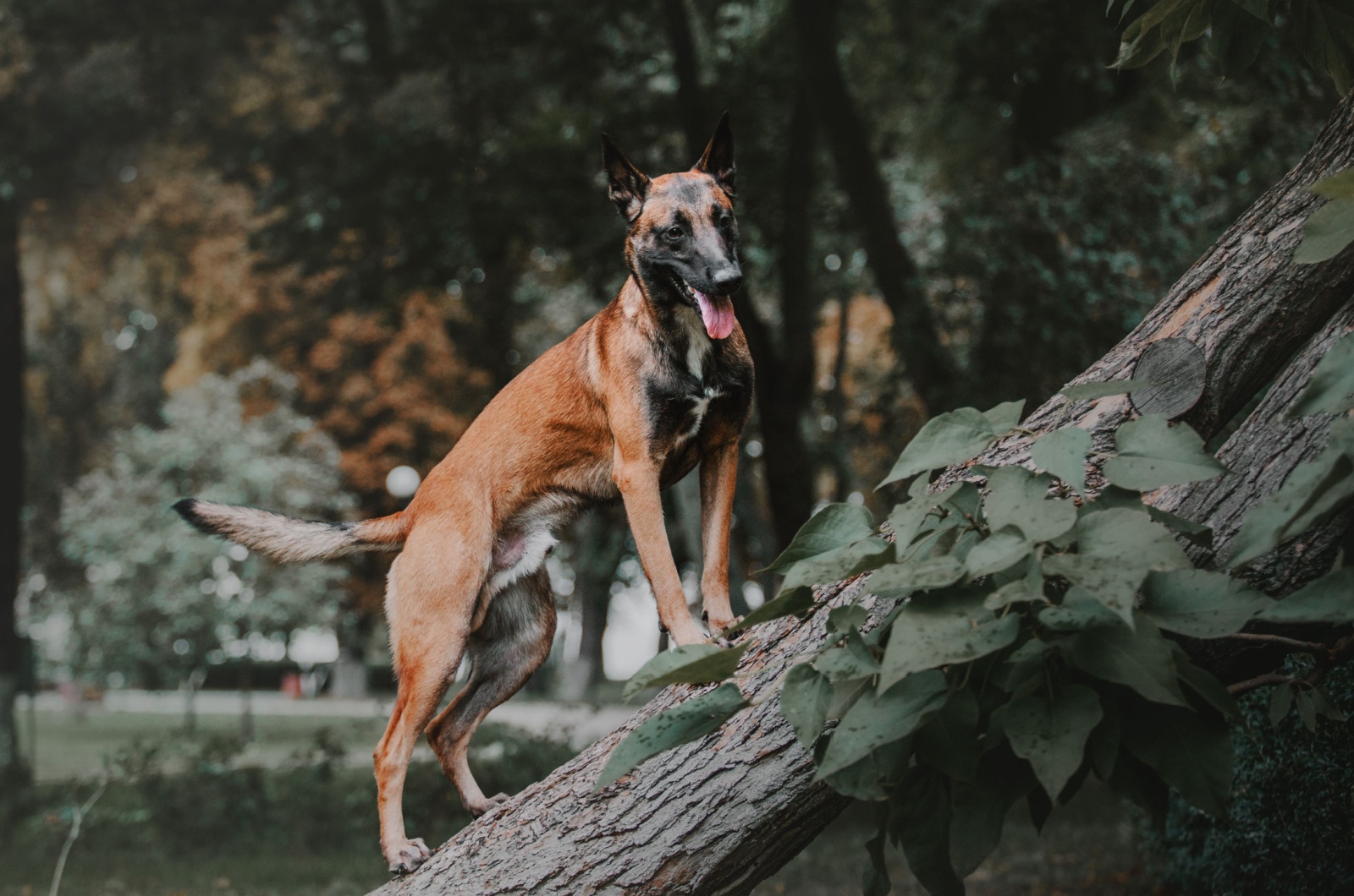 Belgian Malinois