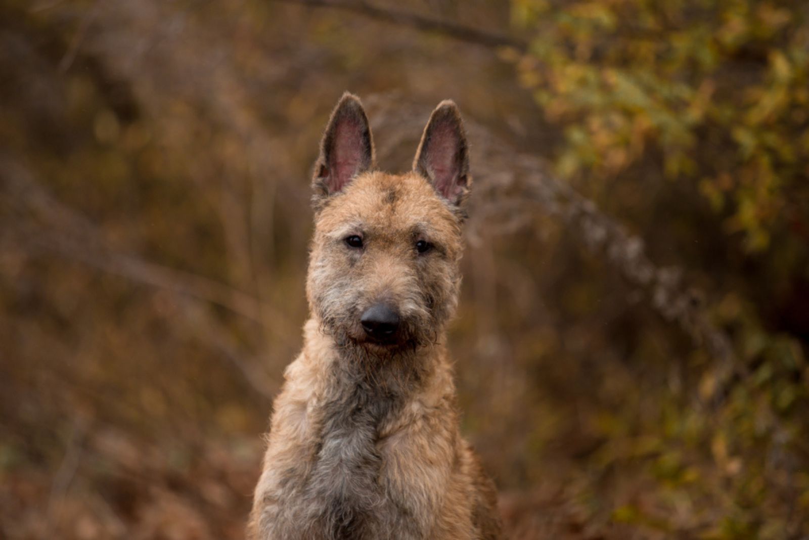 Belgian Shepherd Lackenois dog