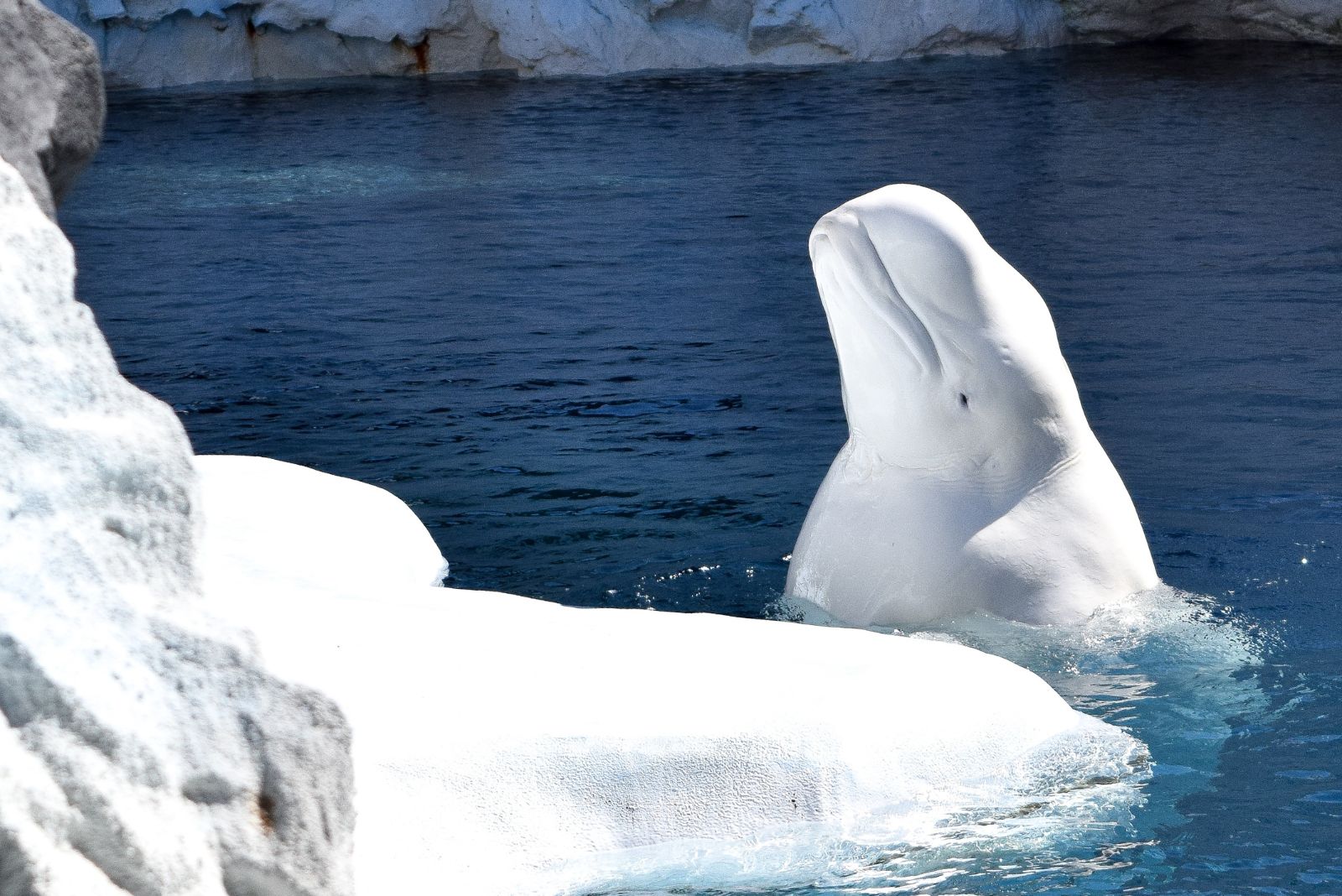 Beluga Whales