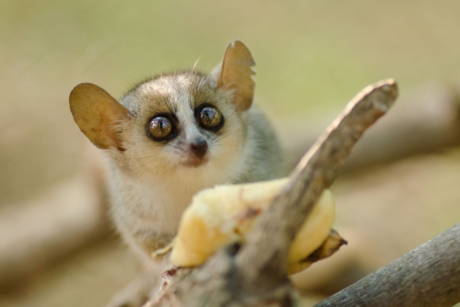 Bemanasy Mouse Lemur