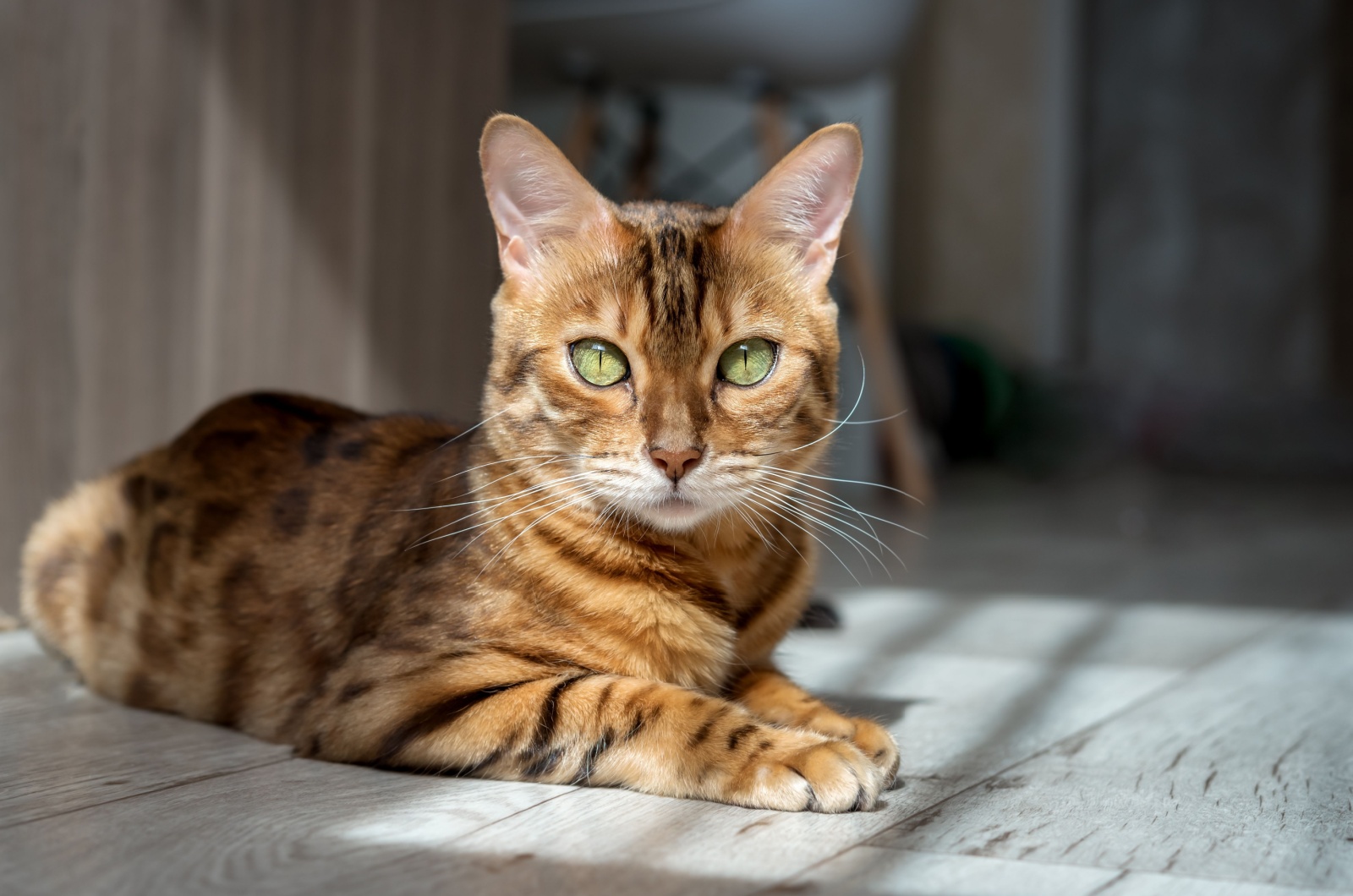 Bengal cat indoors