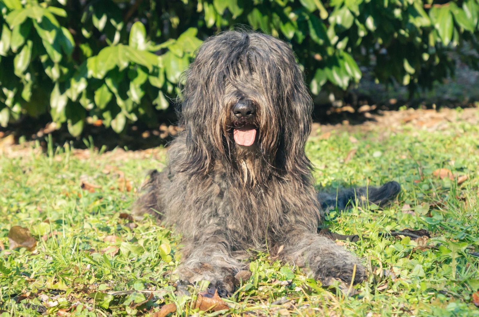 Bergamasco Sheepdog