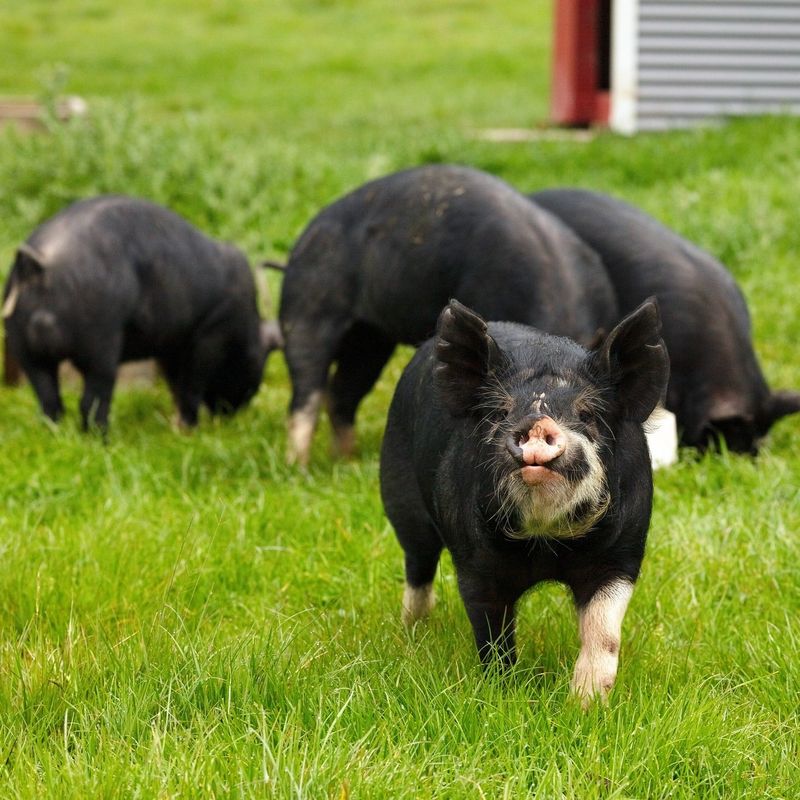 Berkshire Pigs