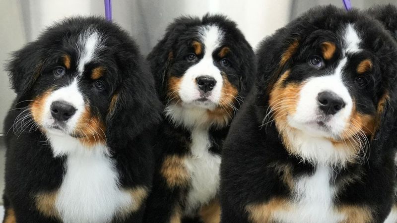 Bernese Mountain Dog