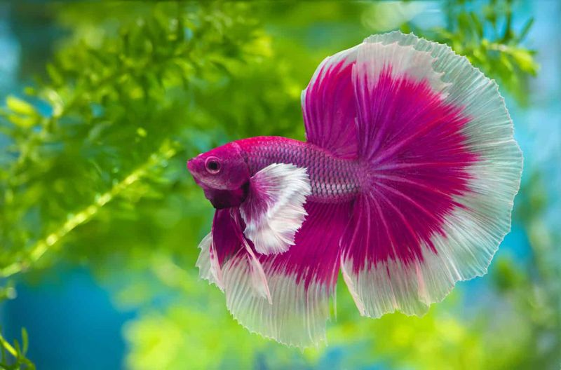 Betta Fish