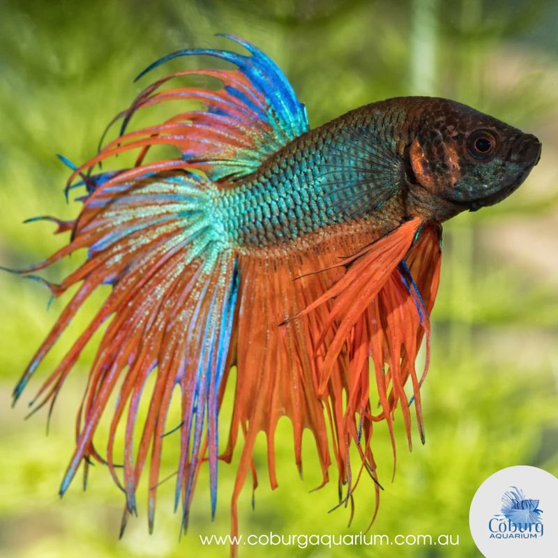 Betta Fish