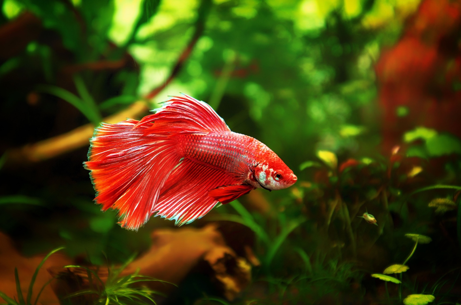 Betta Fish