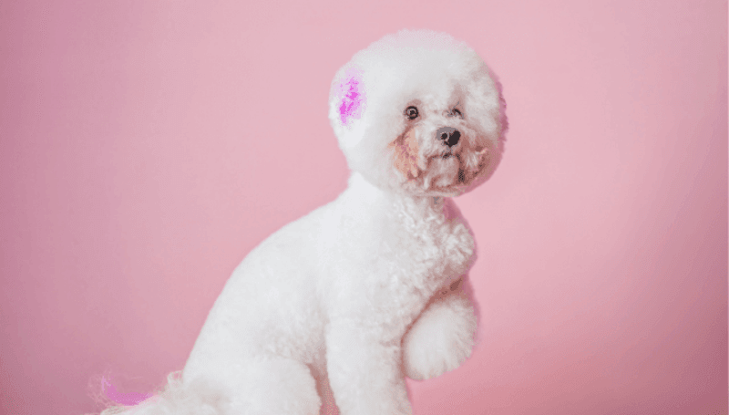 Bichon Frise