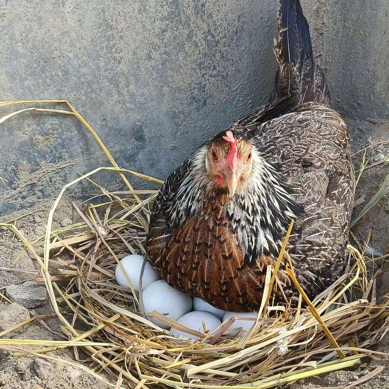 Bird Eggs and Chicks