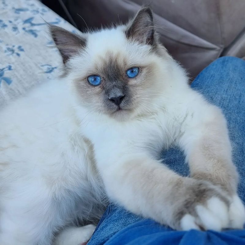 Birman