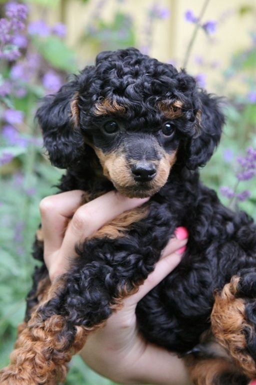 Black And Brown Poodle