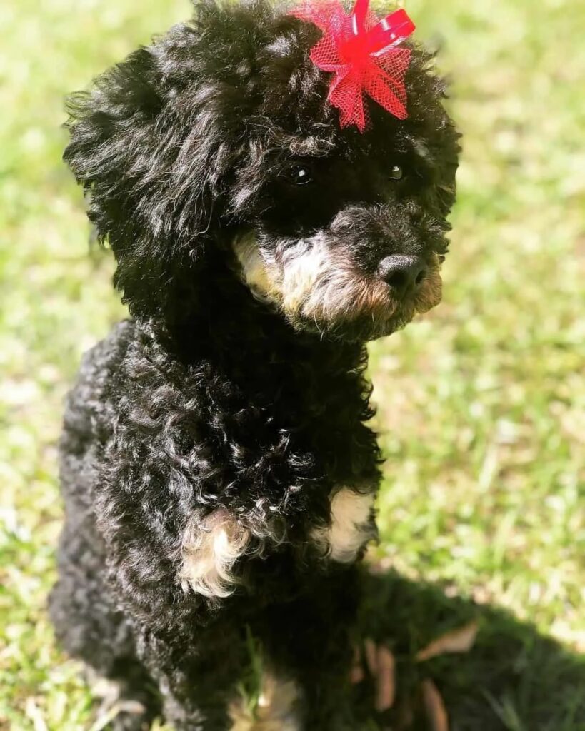 Black And Cream Poodle