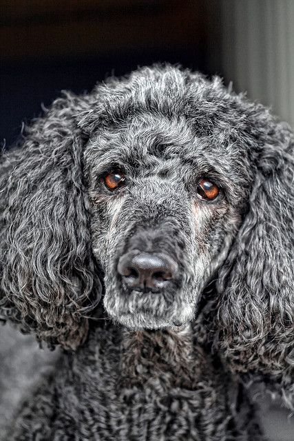 Black And Gray Poodle