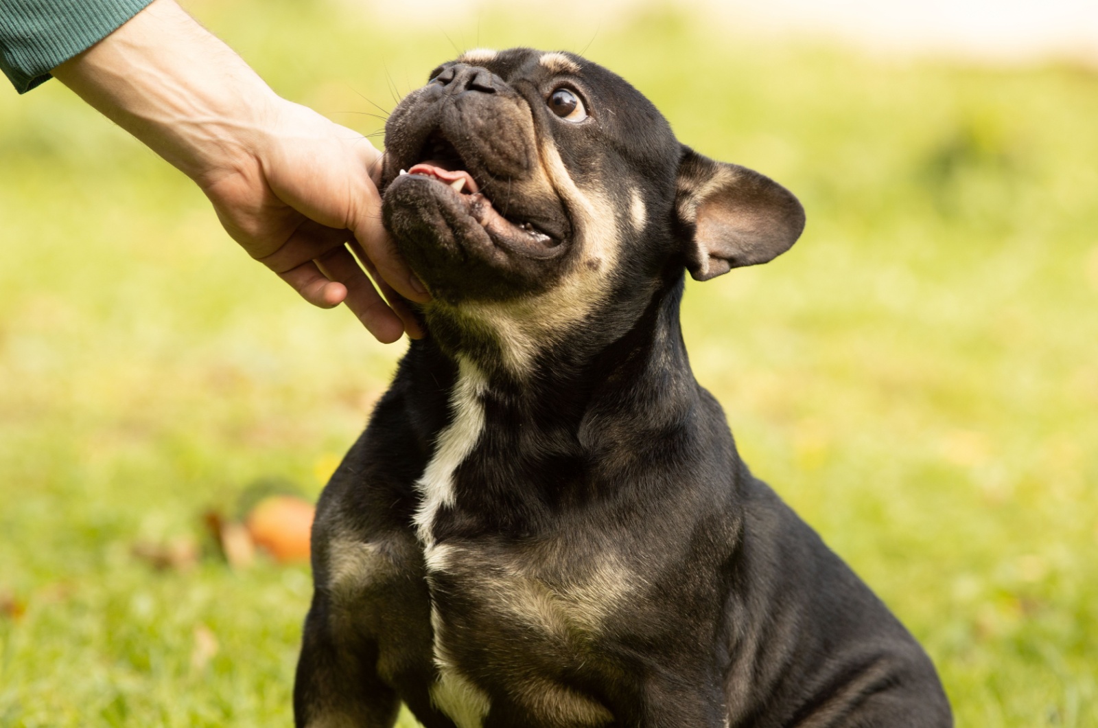 Black And Tan french bulldog