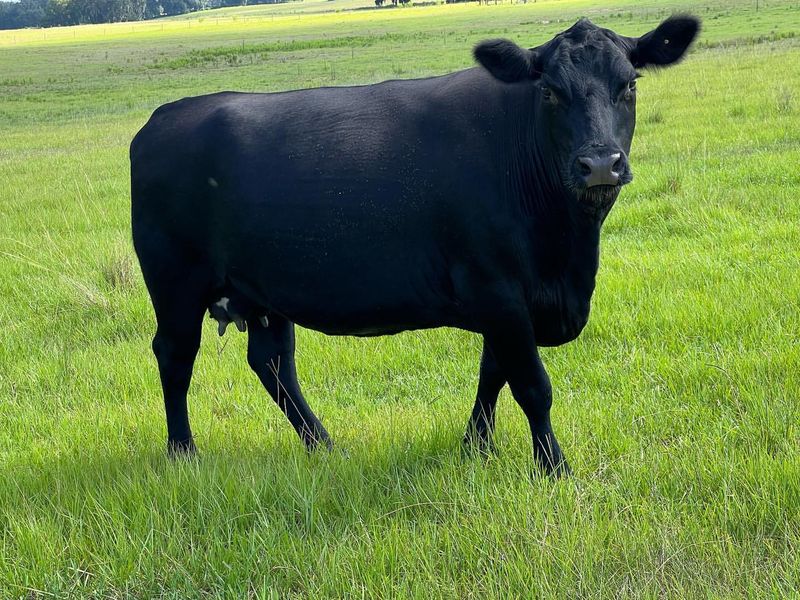 Black Angus Cattle