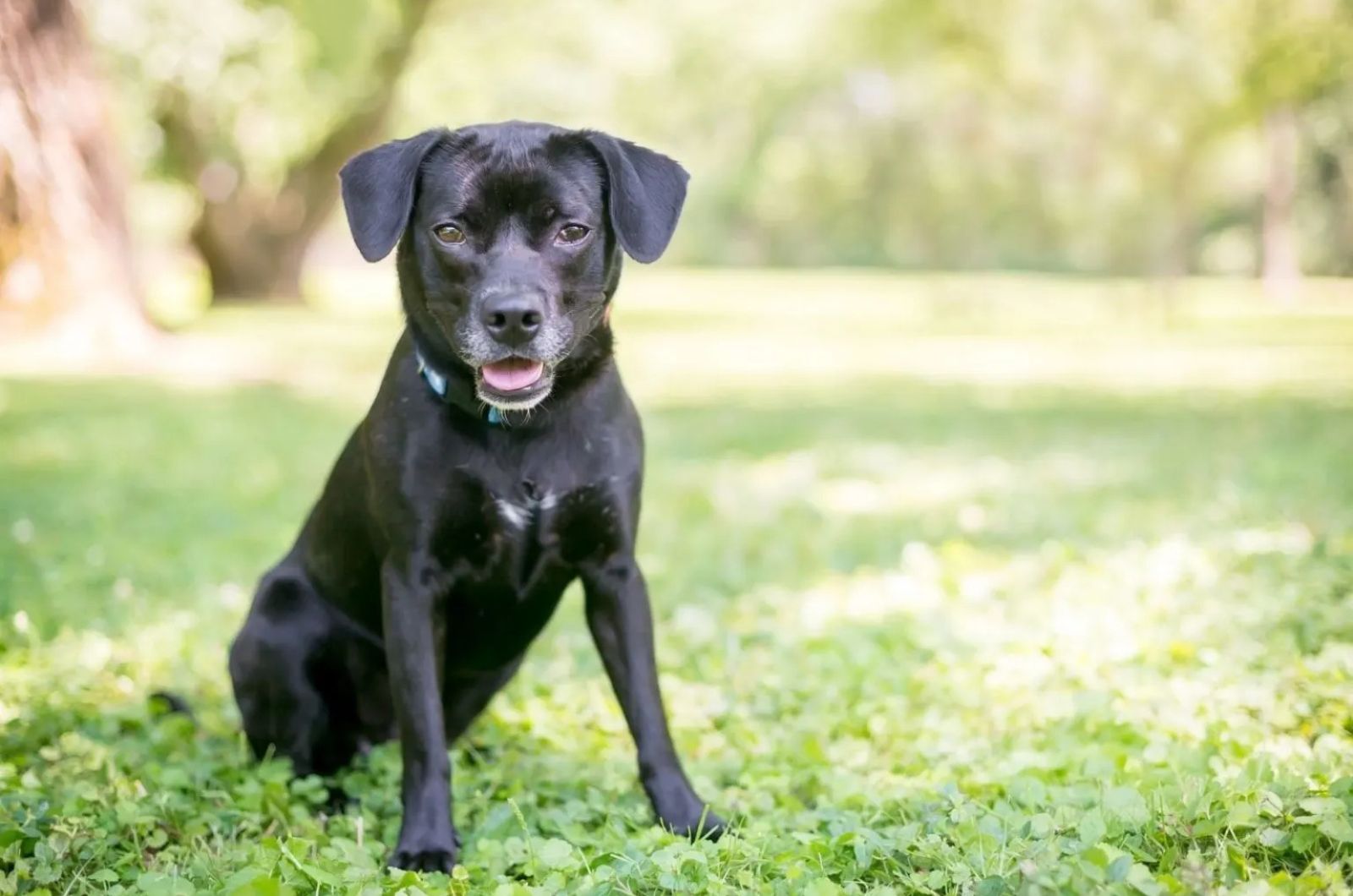 Black Beagle