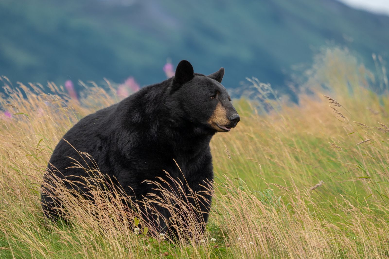 Black Bear