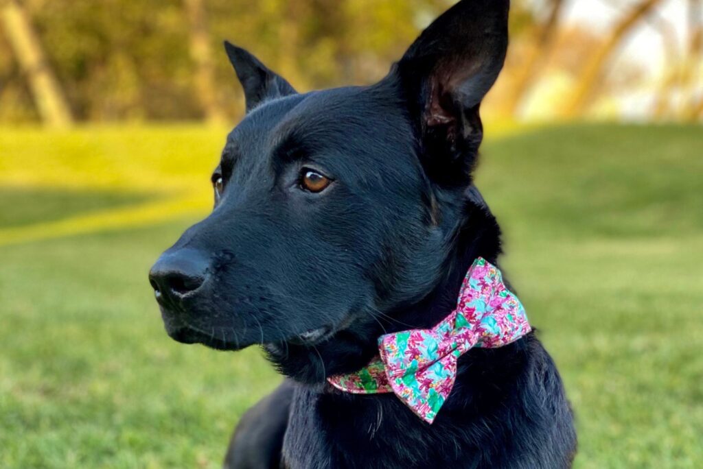 Black Belgian Malinois