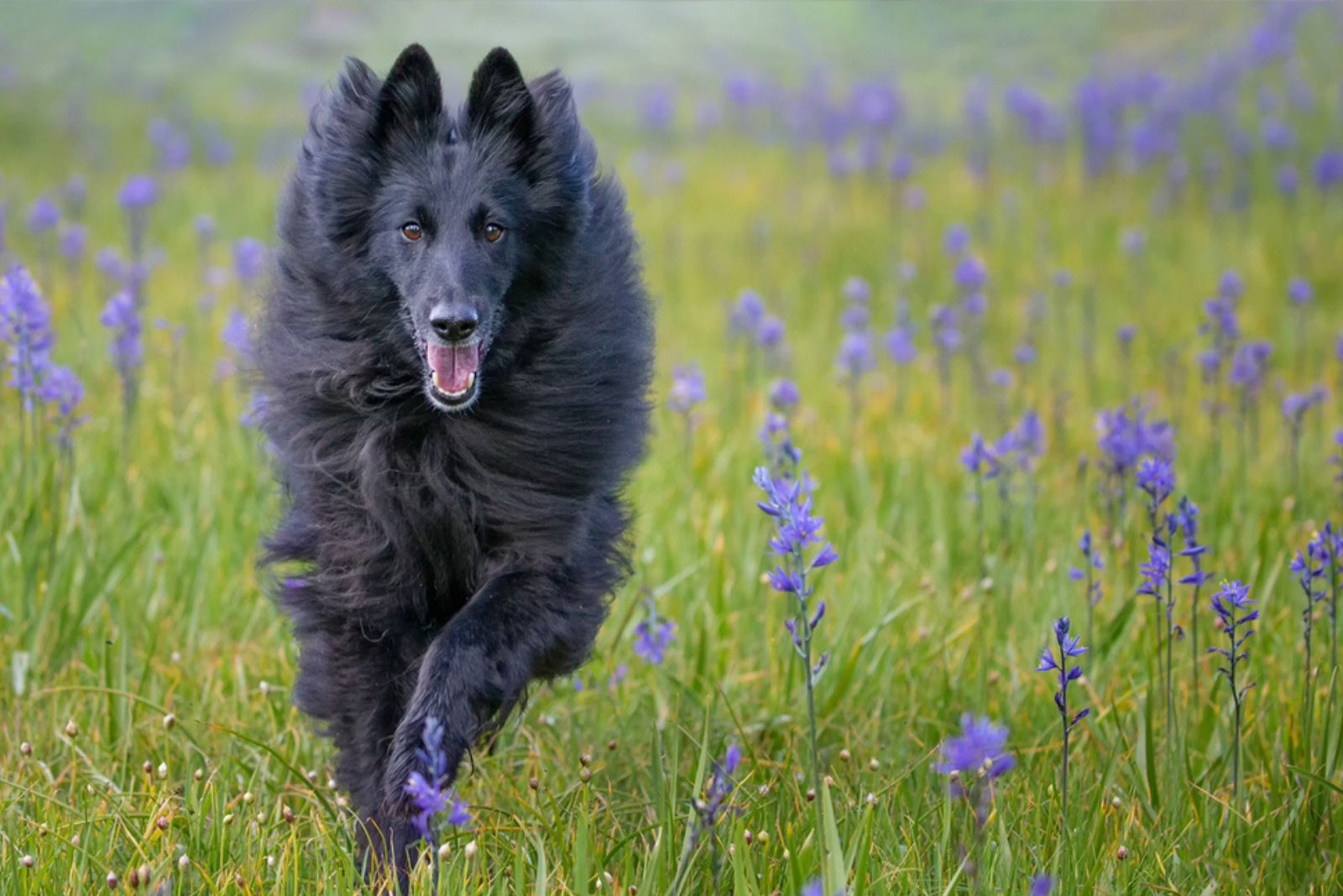 Black Belgian Sheepdog