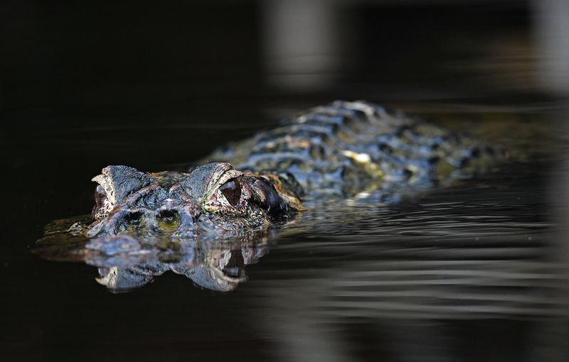 Black Caiman