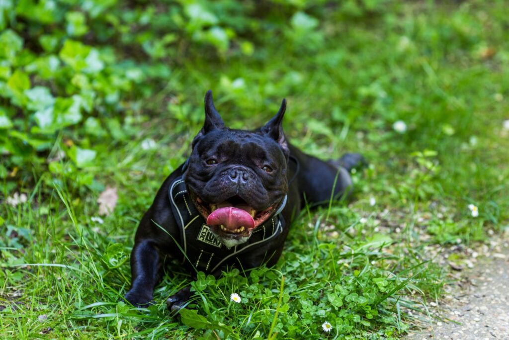 Black English Bulldog