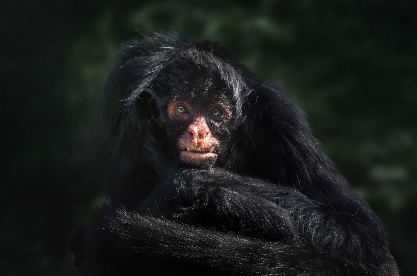 Black-Faced Black Spider Monkey