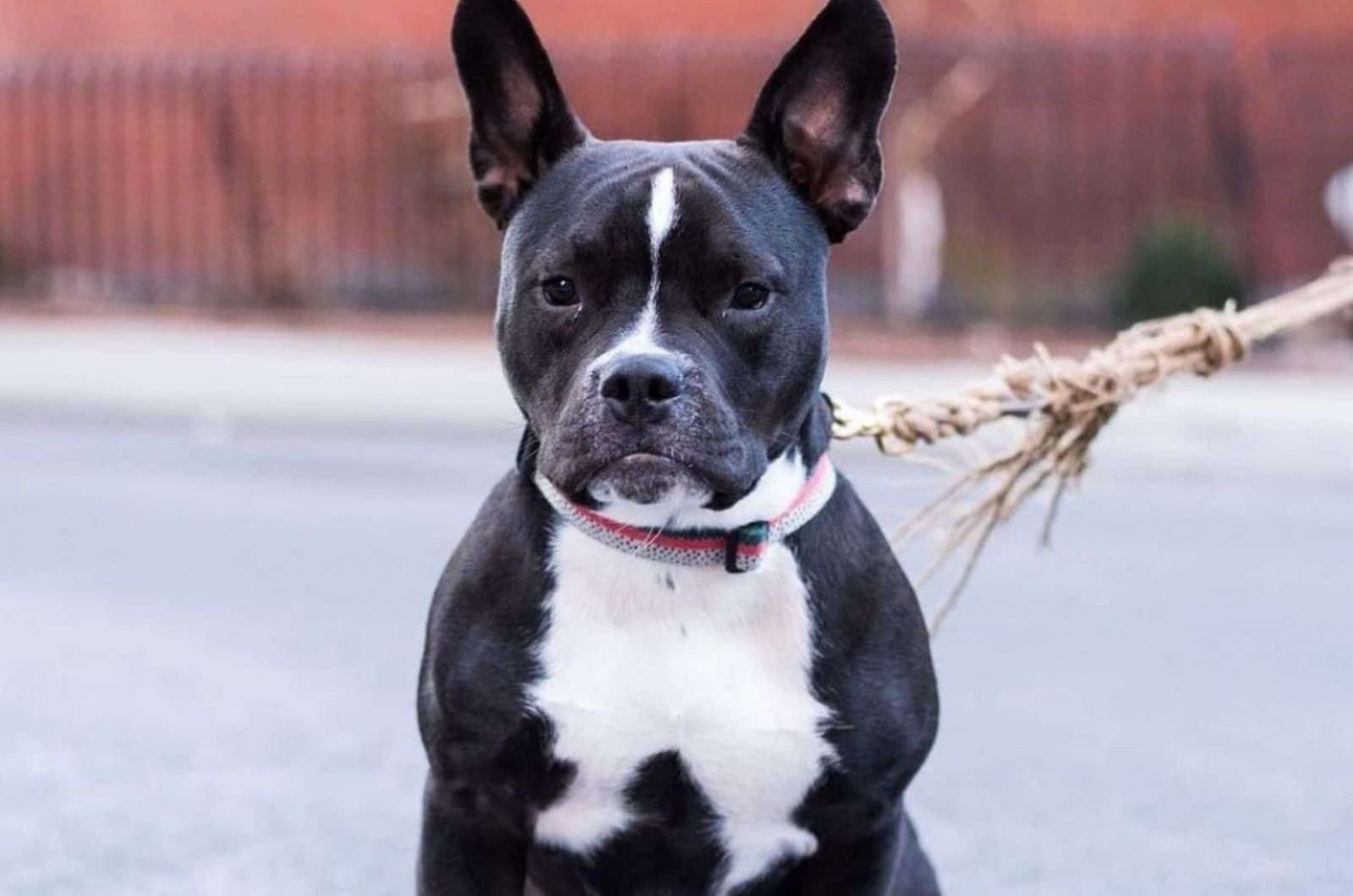 Black French Bulldog Pitbull